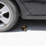 Sung Xit Ap Luc Cao Cap.gif